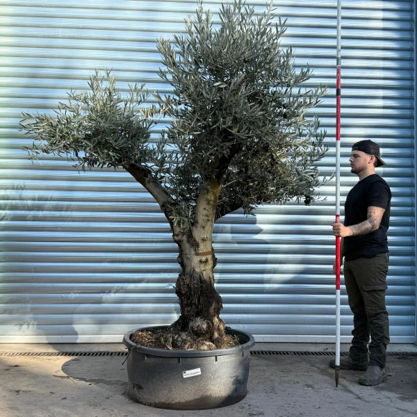 Olive Trees | Gnarly Olive Trees | 22811