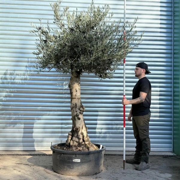 Olive Trees | Gnarly Olive Trees | 22812