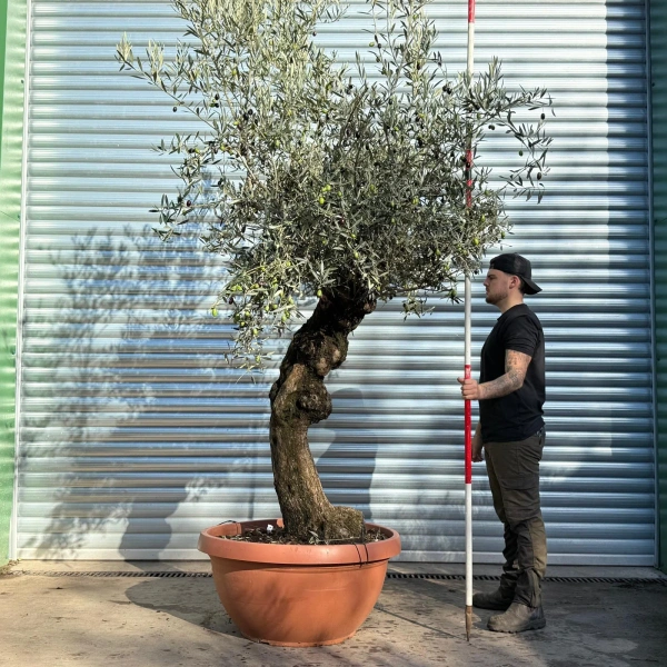 Olive Trees | Gnarly Olive Trees | 22813