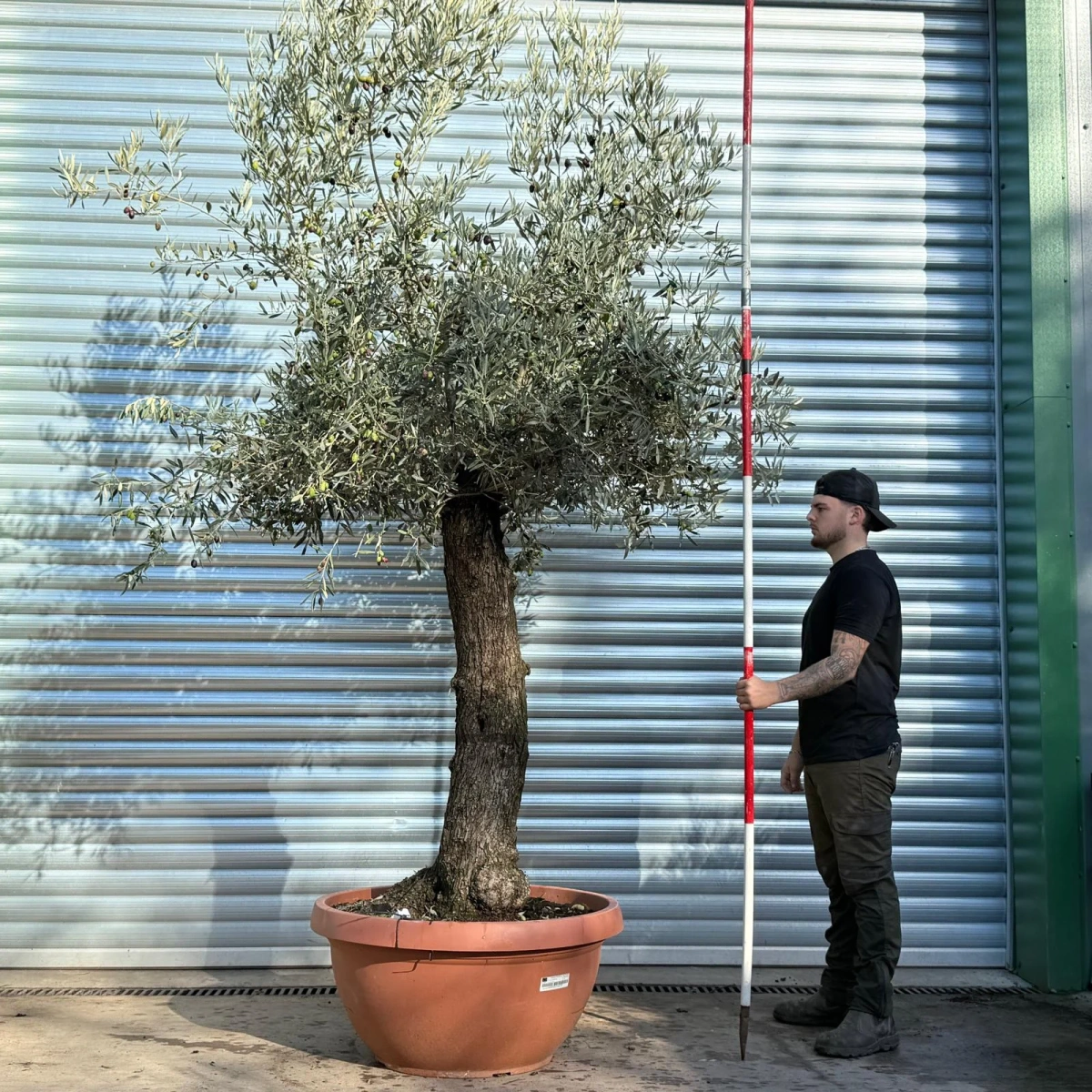 Olive Trees | Gnarly Olive Trees | 22814