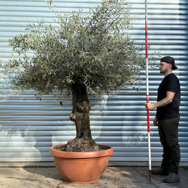 Olive Trees | Gnarly Olive Trees | 22815