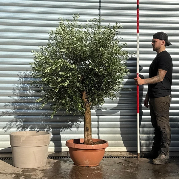 Olive Trees | Mature Olive Trees | 22817 v
