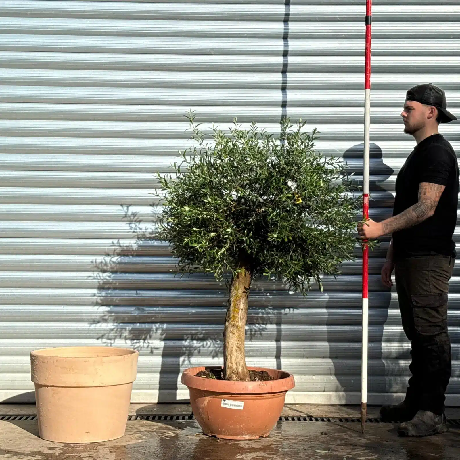 Olive Trees | Mature Olive Trees | 22818 v 1 Olive Trees | Mature Olive Trees | 22818 v