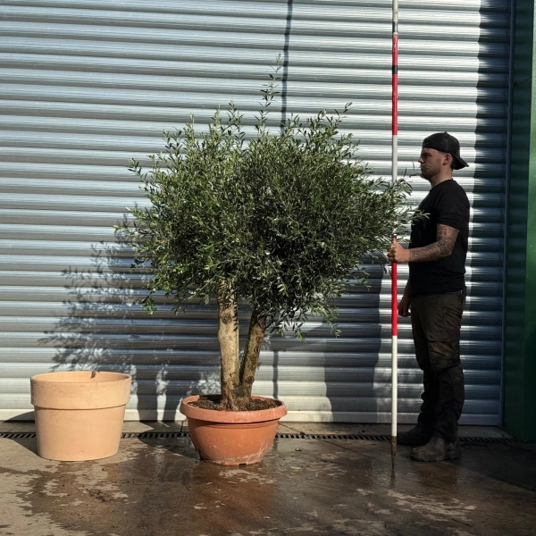 Olive Trees | Mature Olive Trees | 22820 v