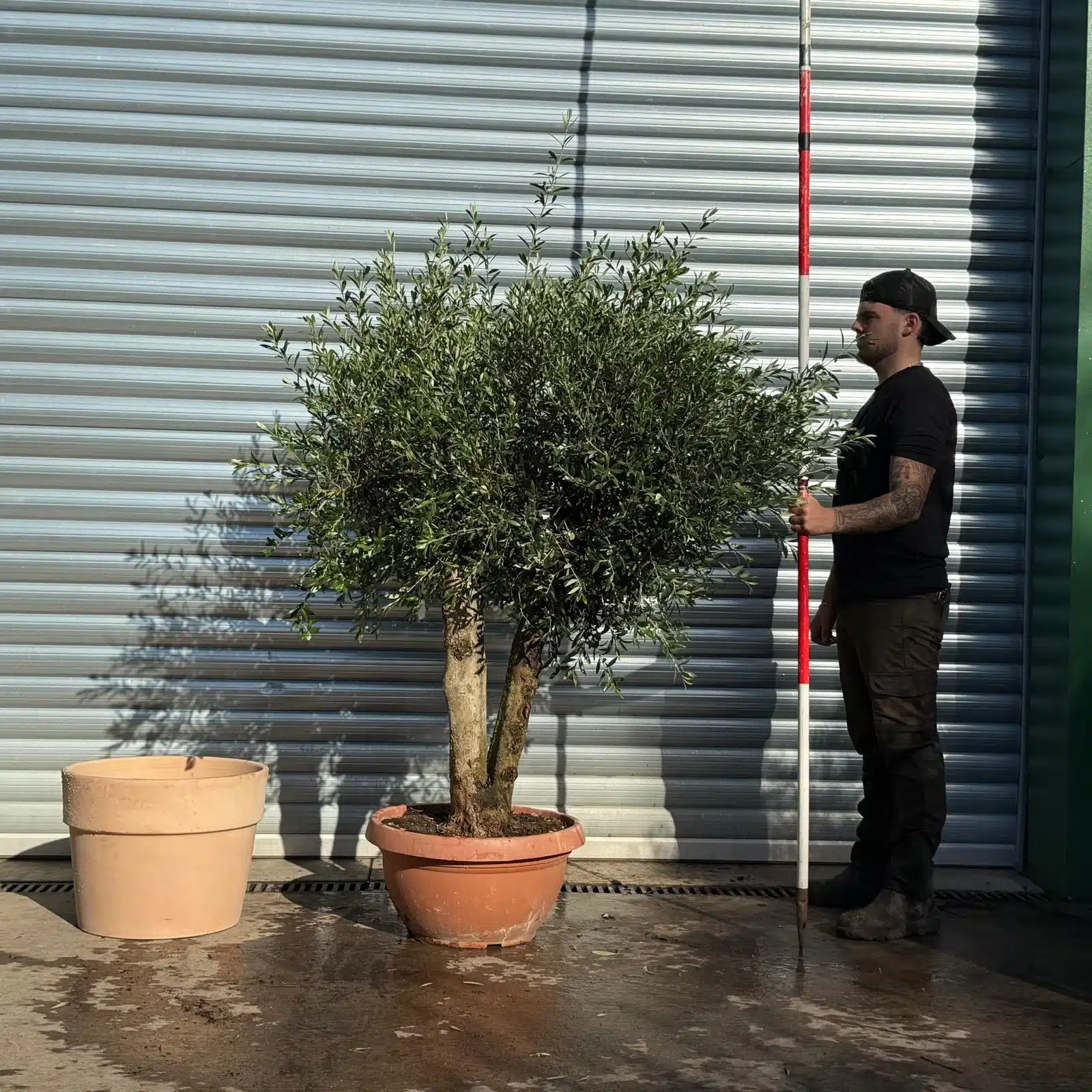 Olive Trees | Mature Olive Trees | 22820 v 1 Olive Trees | Mature Olive Trees | 22820 v
