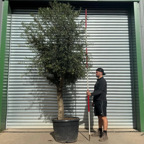 Olive Trees | Mature Olive Trees | 22544