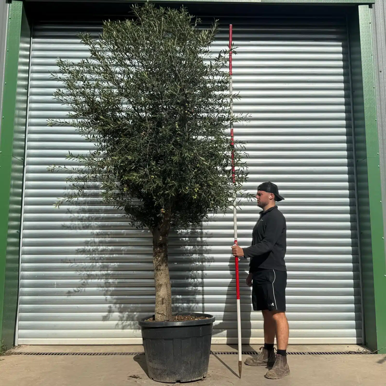 Olive Trees | Mature Olive Trees | 22544 1 Olive Trees | Mature Olive Trees | 22544
