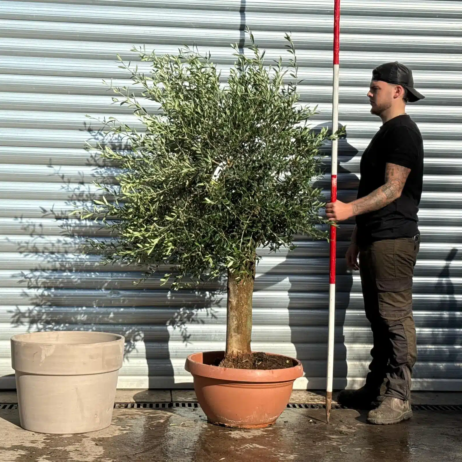 Olive Trees | Mature Olive Trees | 22819 v 1 Olive Trees | Mature Olive Trees | 22819 v