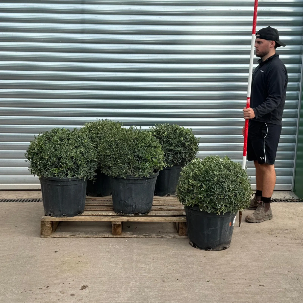 Homepage 1 Olive Trees | Dome Olive Trees | Olive Tree Balls x 5