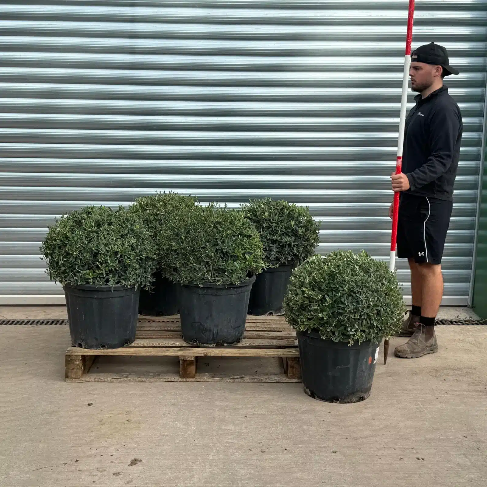 Olive Trees | Dome Olive Trees | Olive Tree Balls x 5