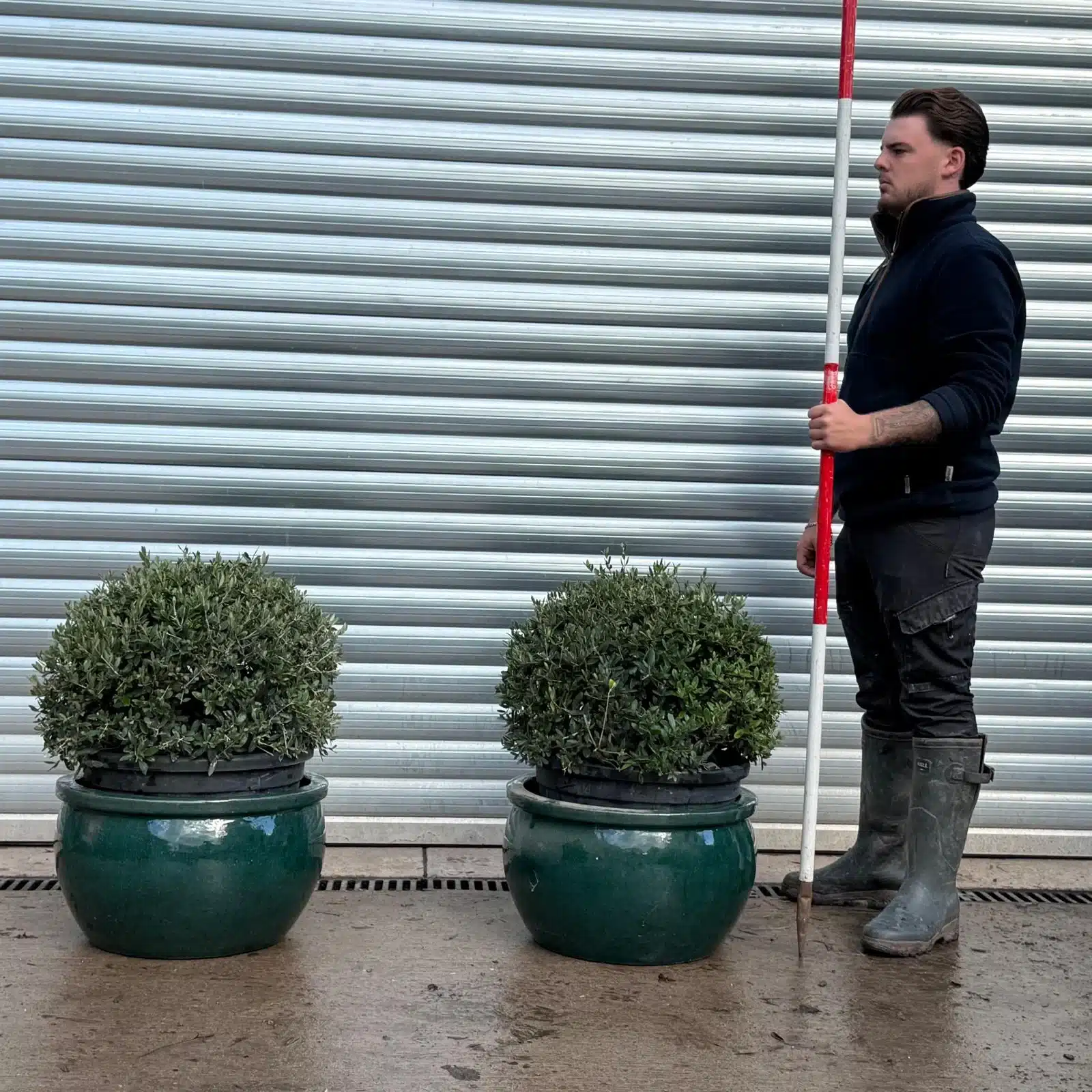 Olive Trees | Olive Tree Balls | DUO v 1 Olive Trees | Olive Tree Balls | DUO v