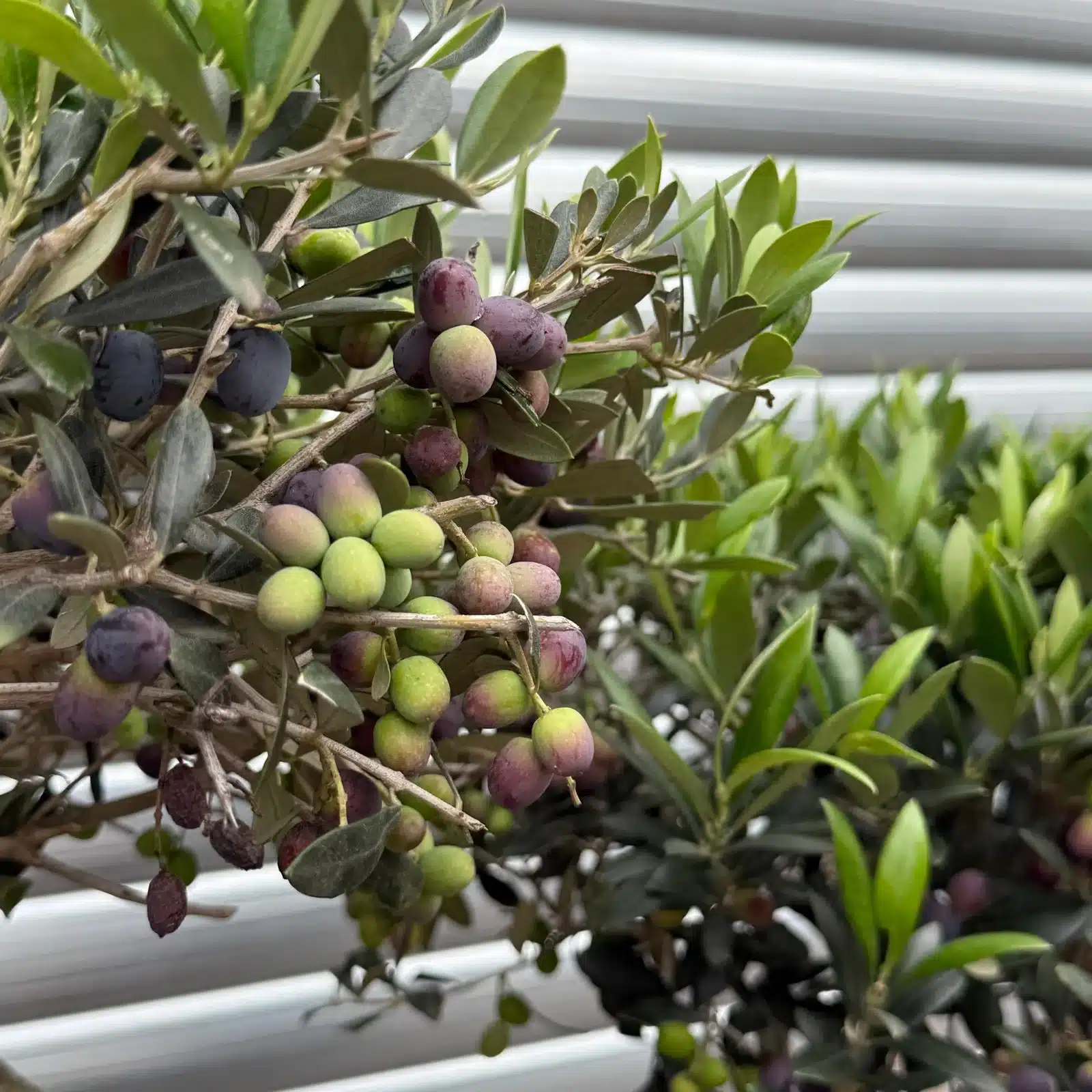 Olive Trees | Cloud Olive Trees | 22511 3 Olive Trees | Cloud Olive Trees | 22511 - Image 2