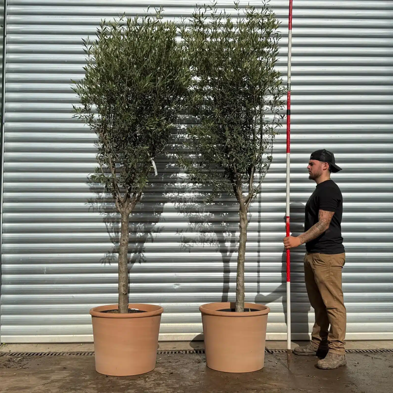 Olive Trees | Mature Olive Trees | Kensington DUO with 55cm diam. Clay Pots V 1 Olive Trees | Mature Olive Trees | Kensington DUO with 55cm diam. Clay Pots V