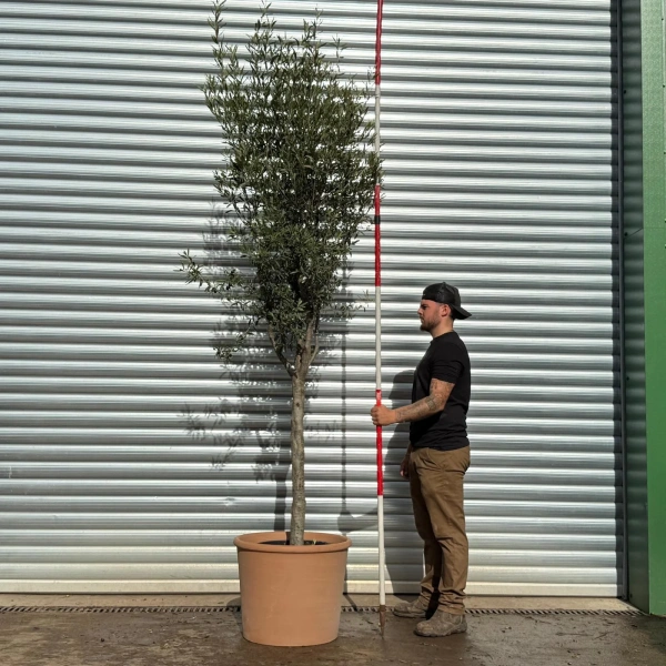 Olive Trees | Mature Olive Trees | Kensington with 55cm diam. Clay Pots V
