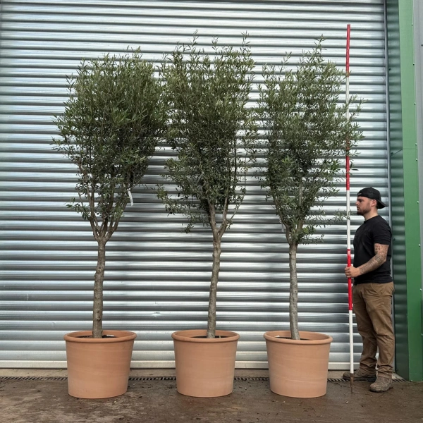 Olive Trees | Mature Olive Trees | Kensington TRIO with 55cm diam. Clay Pots V