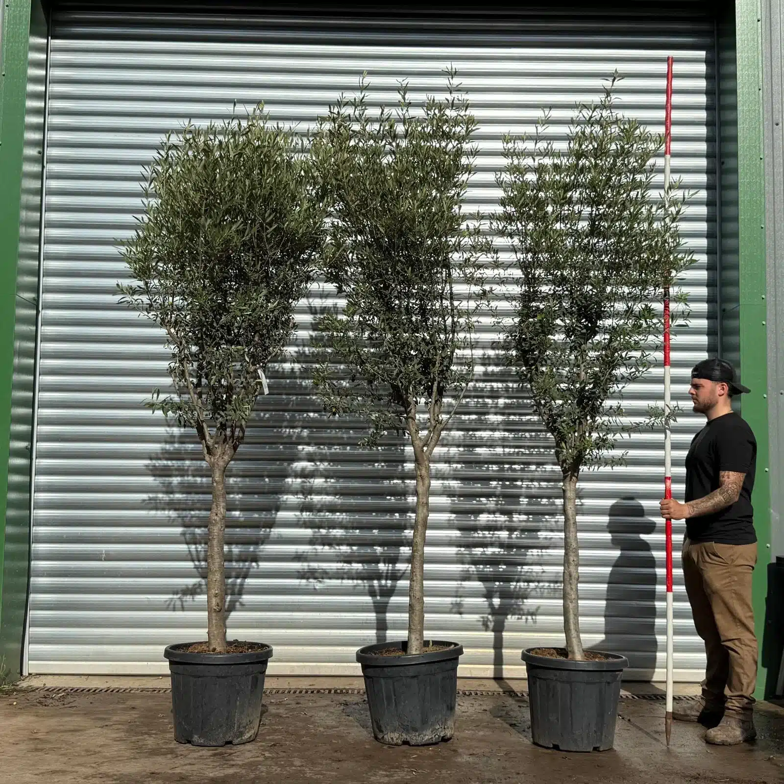 Olive Trees | Mature Olive Trees | Kensington TRIO 1 Olive Trees | Mature Olive Trees | Kensington TRIO