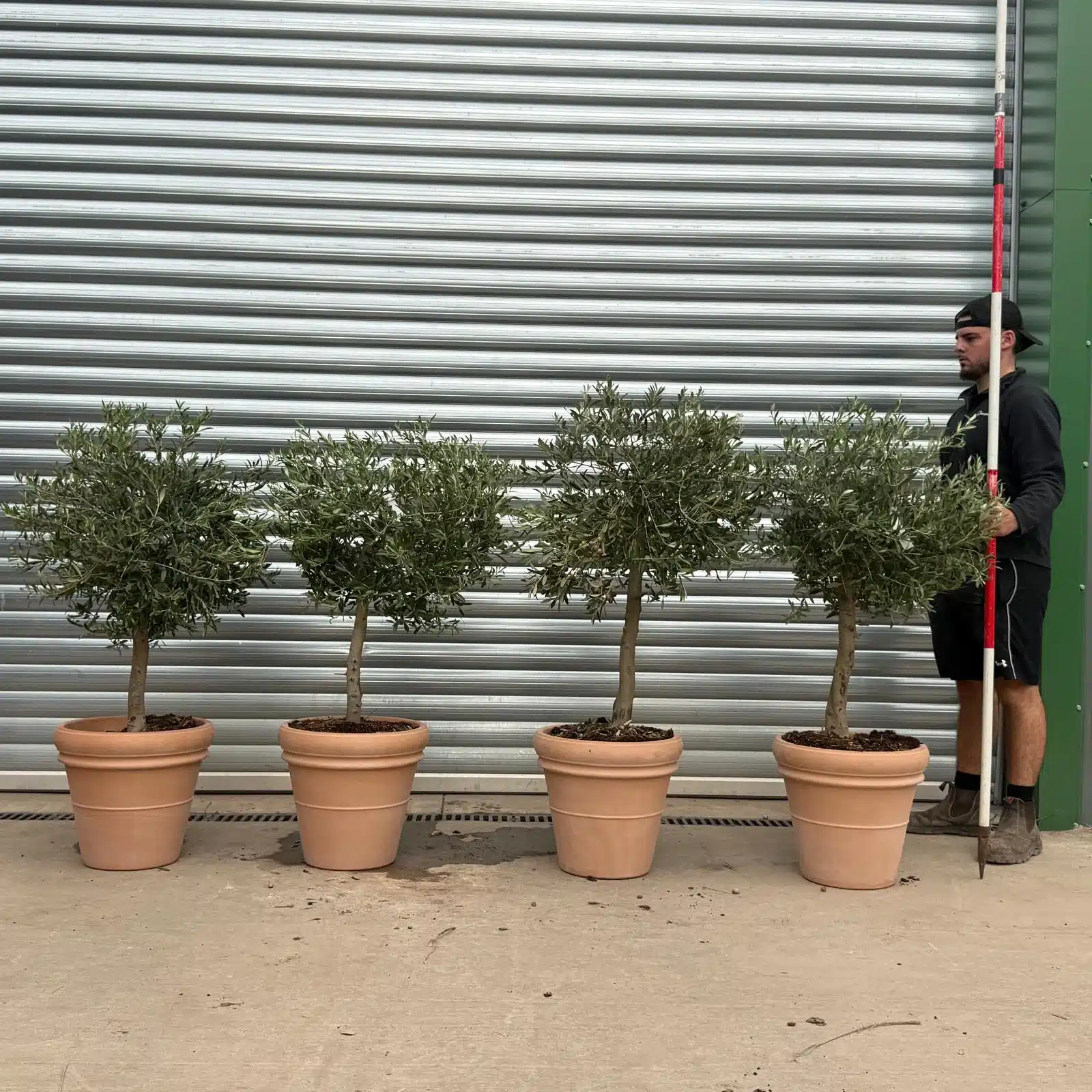 Olive Trees | Mature Olive Trees | Potted Olive Trees x 4