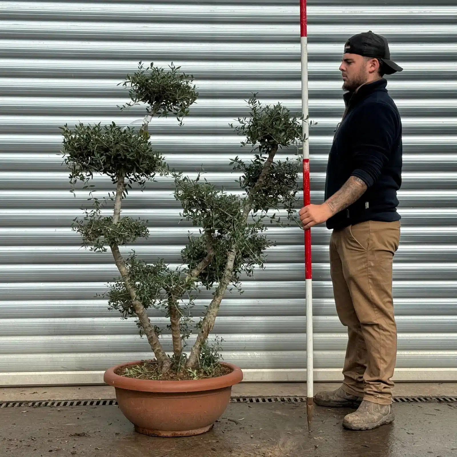 Olive Trees | Cloud Olive Trees | 22431 1 Olive Trees | Cloud Olive Trees | 22431