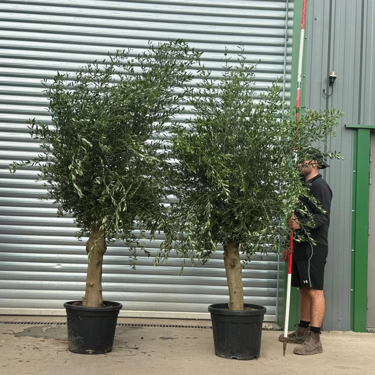 Homepage 7 Olive Trees | Mature Olive Trees | Sorrento DUO