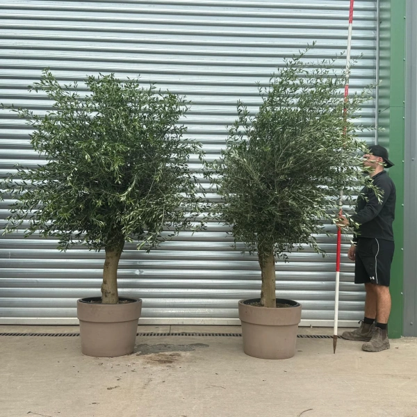 Olive Trees | Mature Olive Trees | Sorrento DUO with 50cm Clay