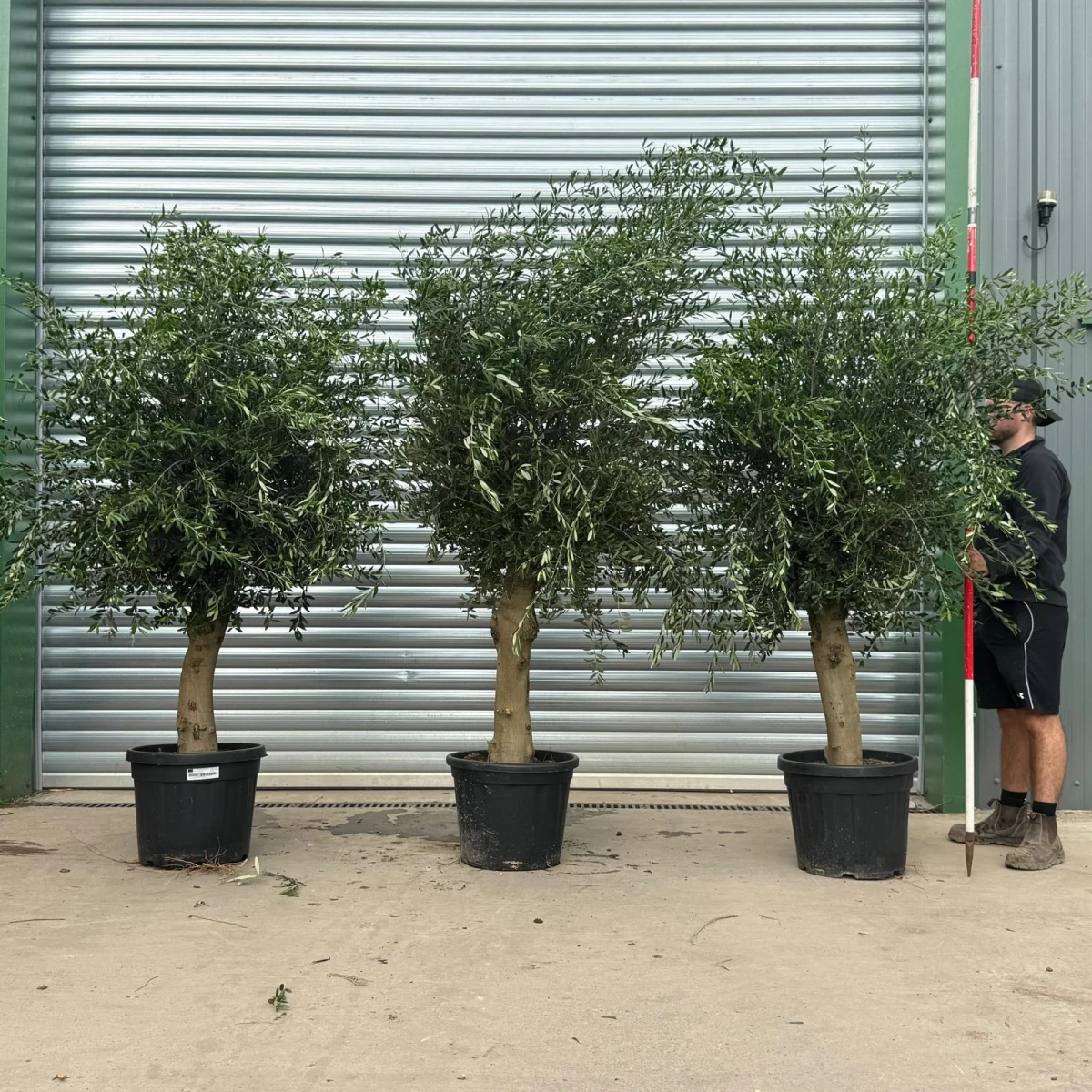 Homepage 6 Olive Trees | Mature Olive Trees | Sorrento TRIO