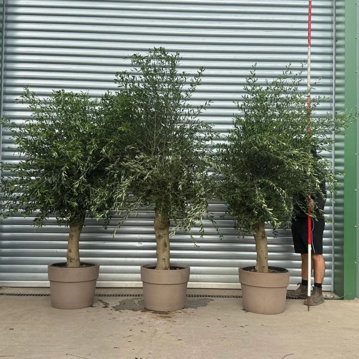 Homepage 2 Olive Trees | Mature Olive Trees | Sorrento TRIO with 55cm Clay