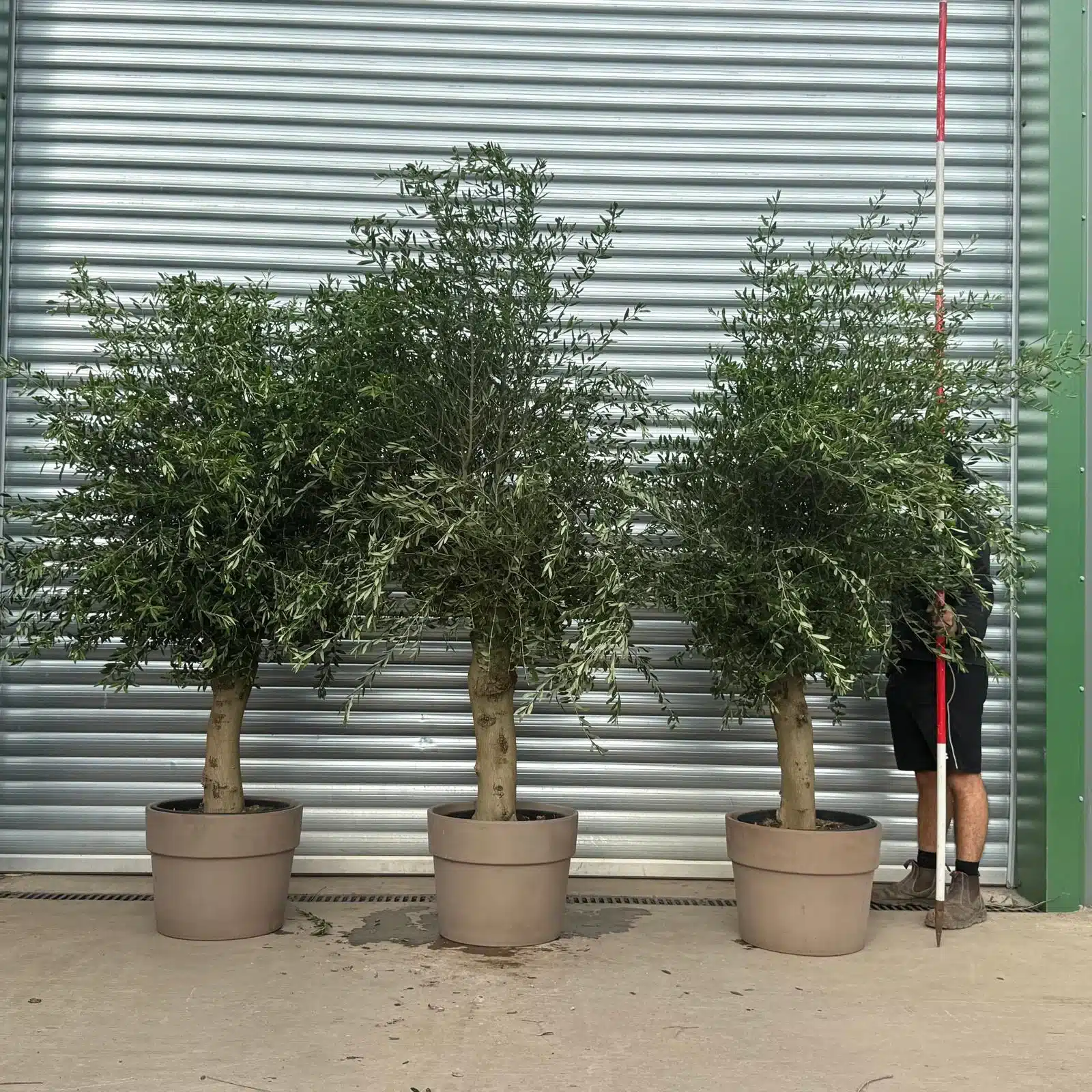 Olive Trees | Mature Olive Trees | Sorrento TRIO with 55cm Clay