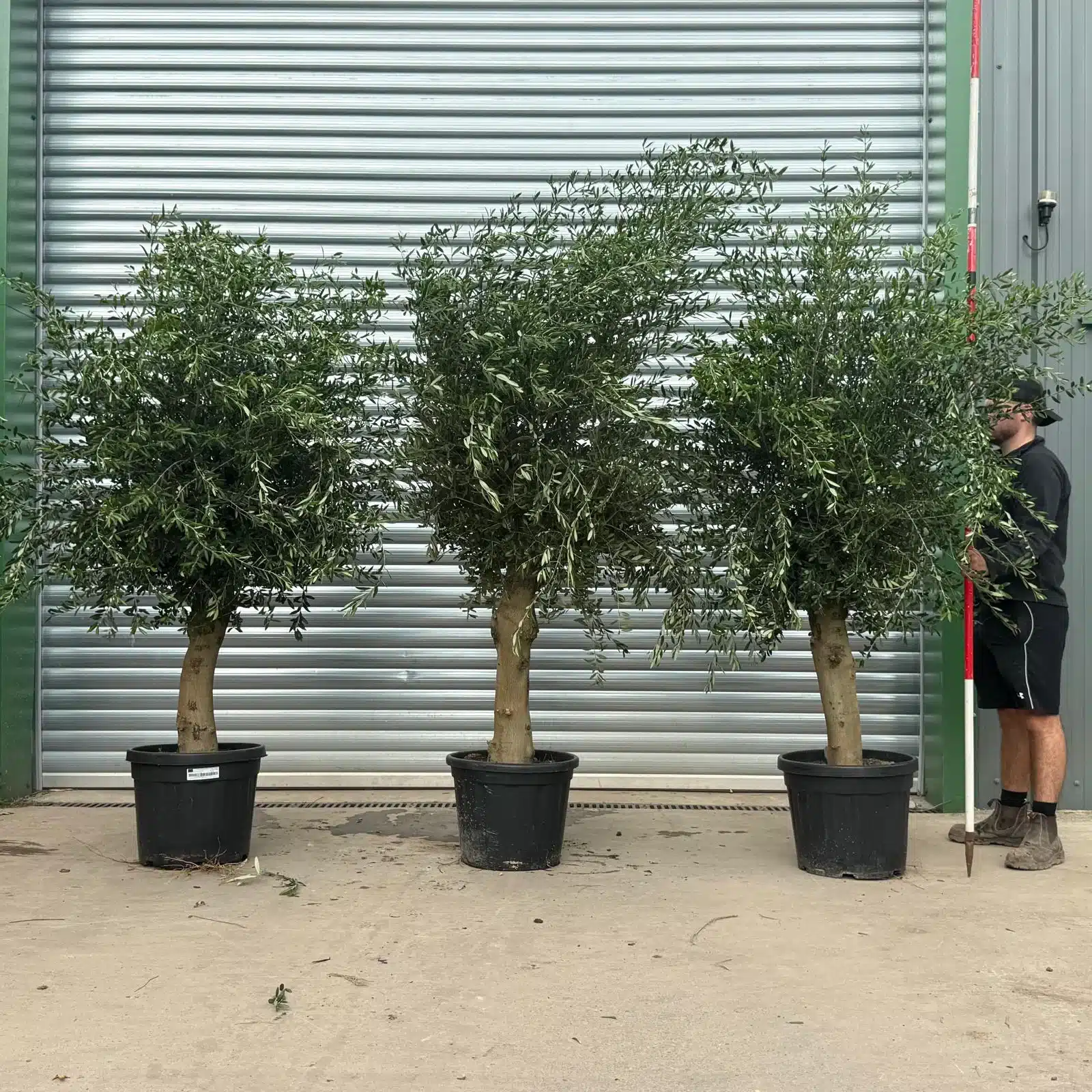 Olive Trees | Mature Olive Trees | Sorrento TRIO 1 Olive Trees | Mature Olive Trees | Sorrento TRIO