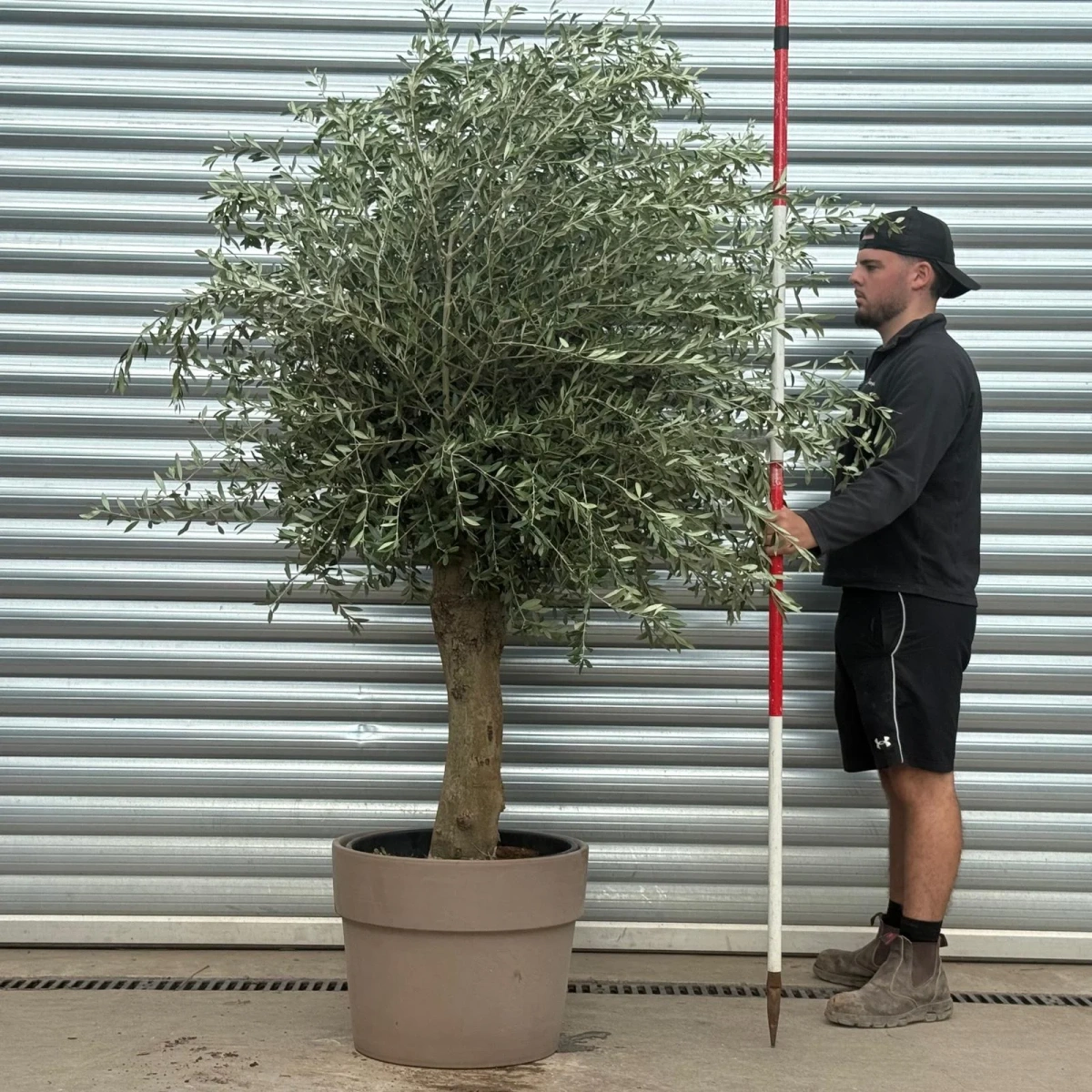 Homepage 4 Olive Trees | Mature Olive Trees | Sorrento with 55cm Clay