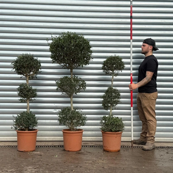 Olive Trees | clipped Olive Trees | Trio Architectural