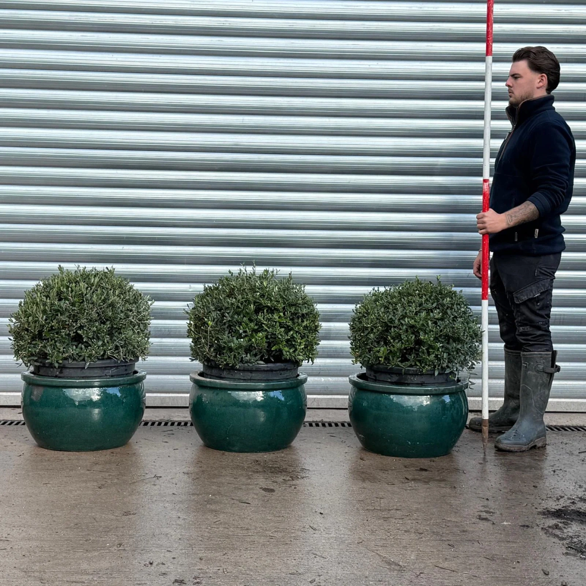 Homepage 2 Olive Trees | Olive Tree Balls | Trio v
