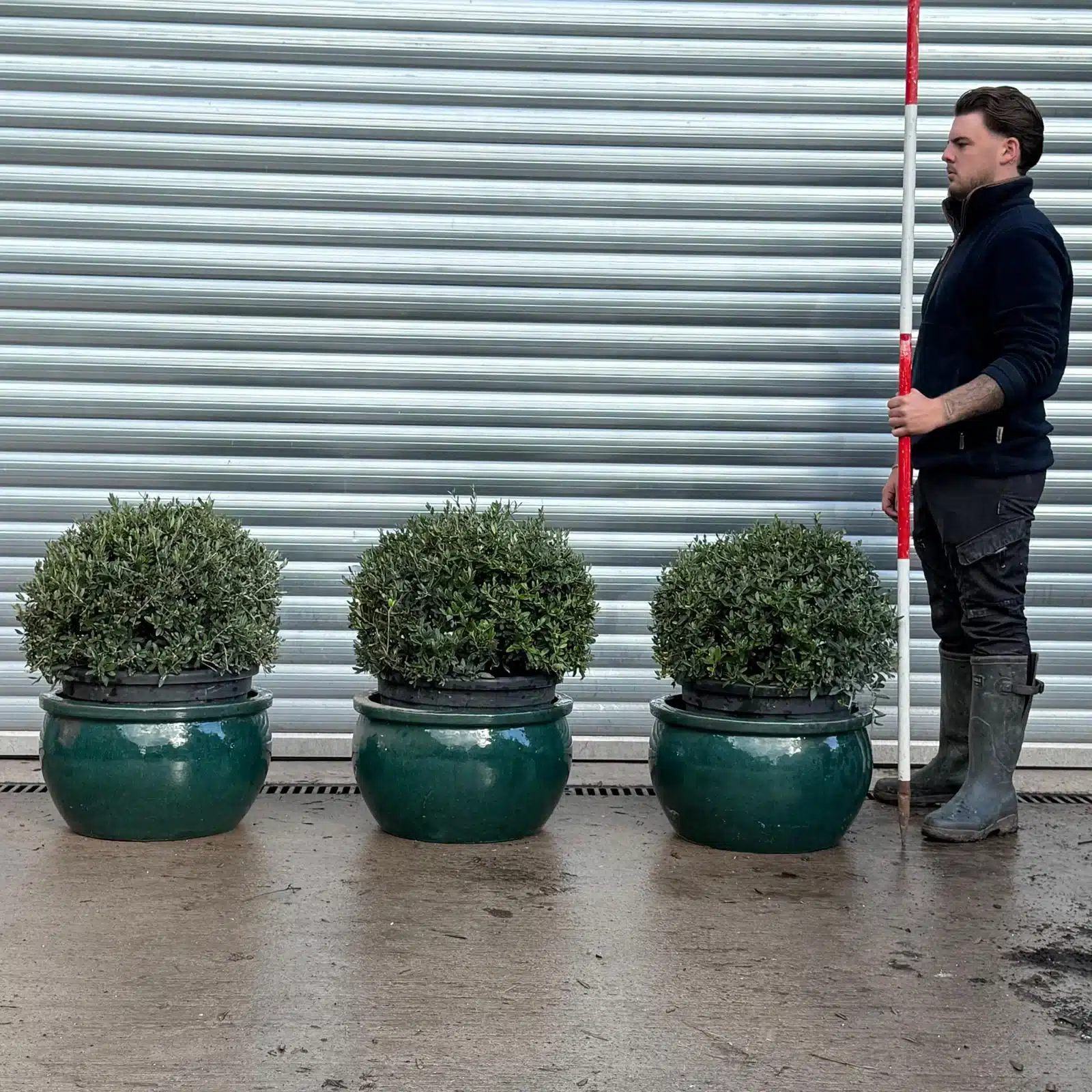 Olive Trees | Olive Tree Balls | Trio v 1 Olive Trees | Olive Tree Balls | Trio v